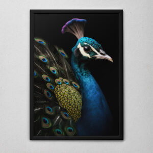 Quadro Decorativo O Pavão de Perfil