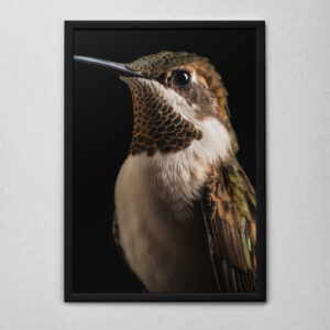 Quadro Decorativo O Retrato do Beija-Flor
